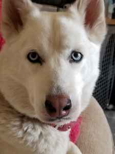 female siberian husky for sale