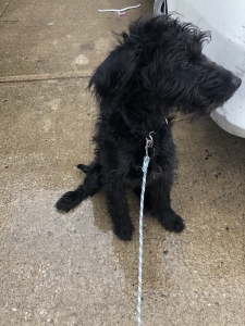 Black labradoodle Listing Image