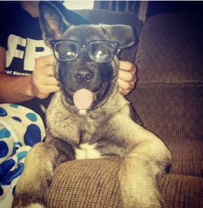 Seeking bitch to breed  Listing Image