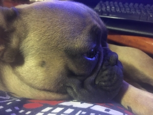 Lilac Blue AKC French Bulldog Listing Image