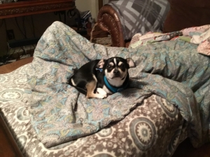 Black & tan tricolor, ACA, loveable chihuahua  Listing Image
