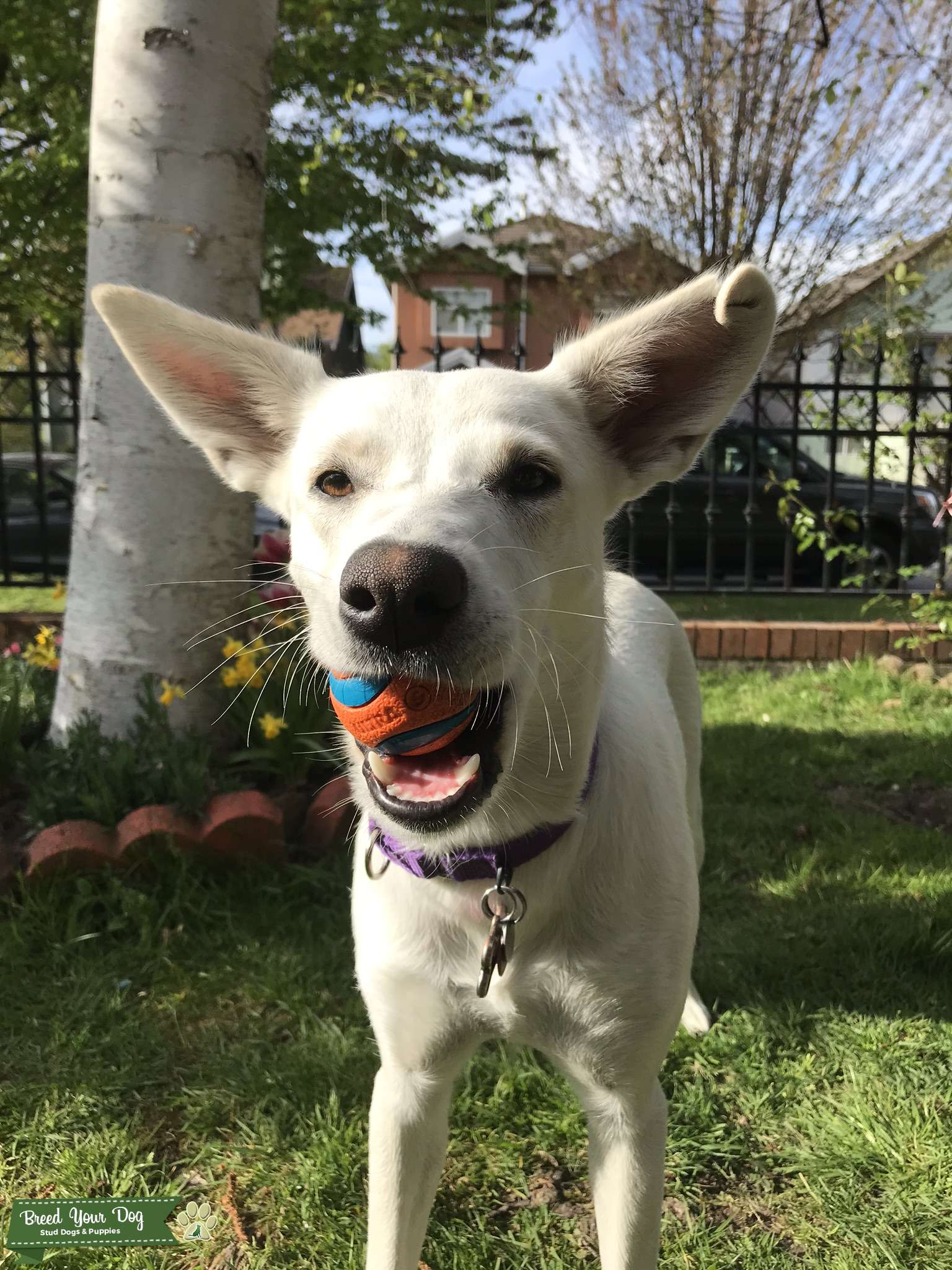 Female Dog Looking for Stud Stud Dog in BC, the United States Breed