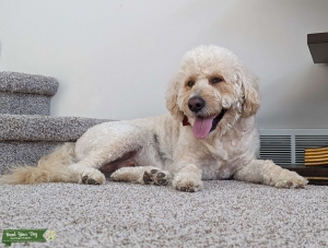 Cream F1 Standard Goldendoodle Stud Listing Image