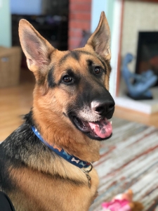 Gorgeous Young Stud German Shepard Listing Image