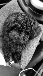 Toy poodle stud Listing Image