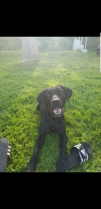 Black Labrador  Listing Image