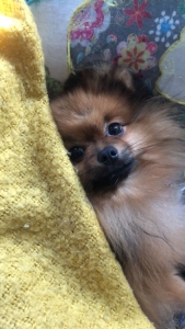 Adorable Orange Sable, 6.5 lb Male Pom Listing Image