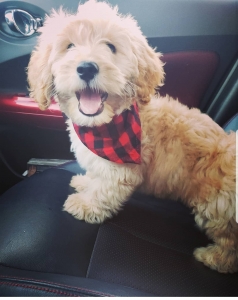 CKC Mini-Goldendoodle Listing Image