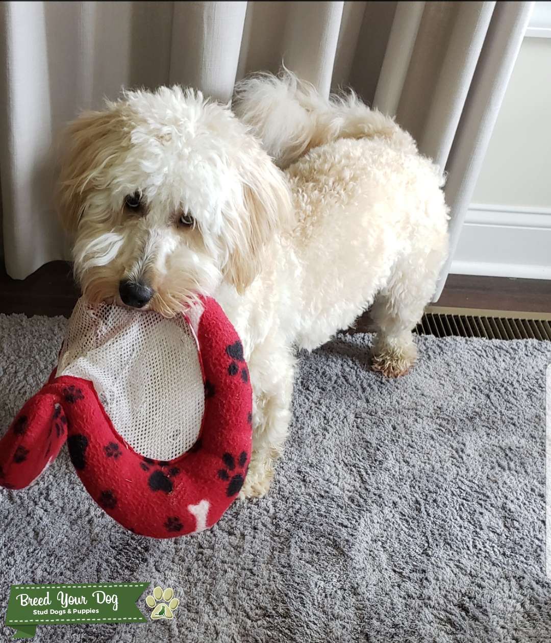 CKC MiniGoldendoodle Stud Dog in Asheville, NC , the United States Breed Your Dog