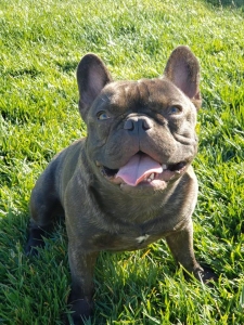 French Bulldog Stud Tri-Carrier Listing Image