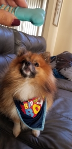 Pomeranian  Listing Image