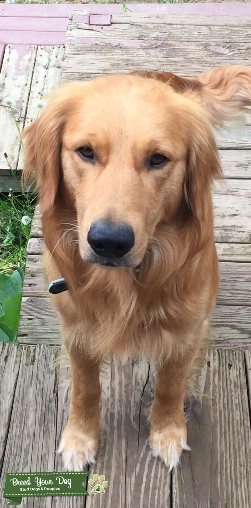 AKC golden retriever for stud pol or 500 Stud Dog in Michigan, the United States Breed Your Dog