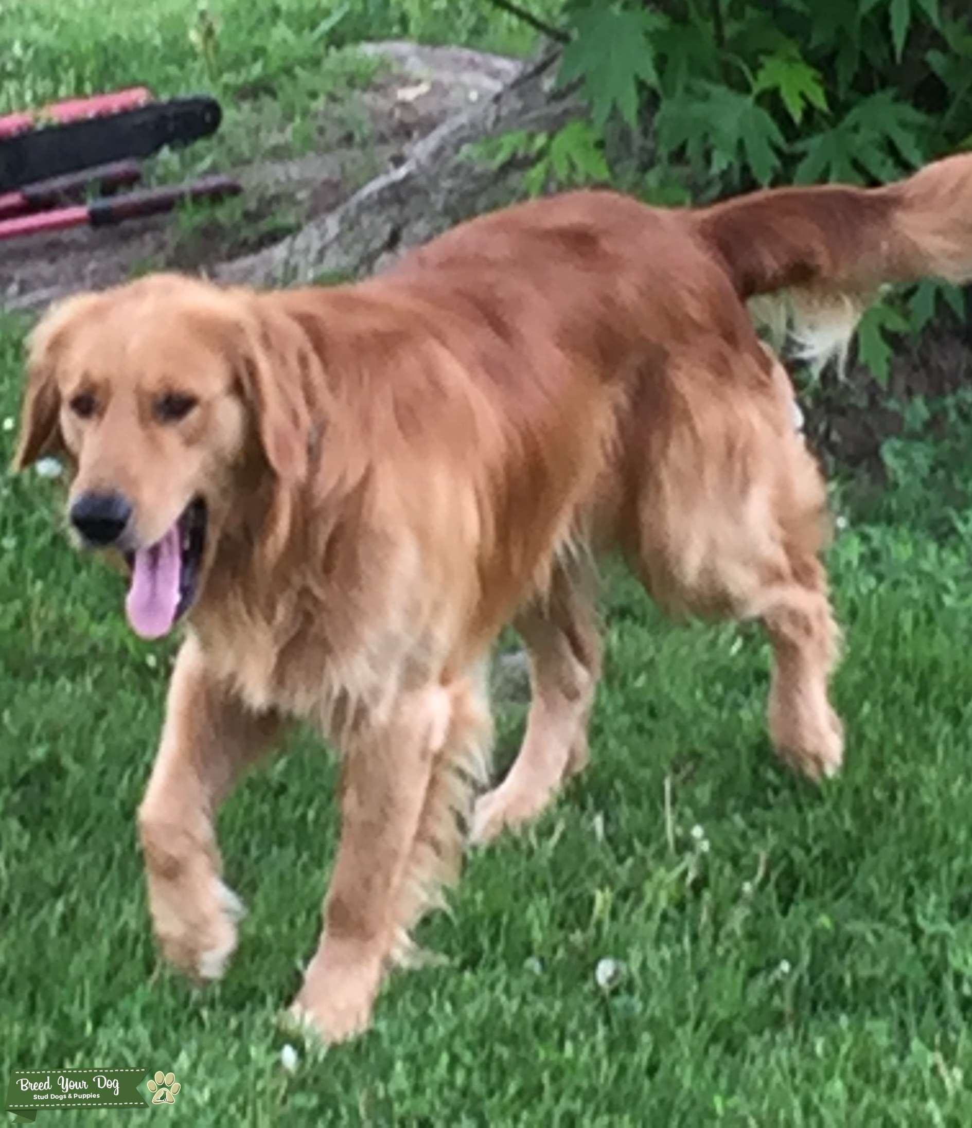 AKC golden retriever for stud pol or 500 Stud Dog in Michigan, the United States Breed Your Dog