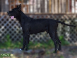 AKC Great Dane Stud Listing Image