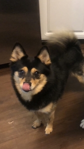 Pomsky stud service  Listing Image