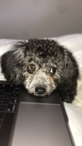 Maltipoo curly haired stud Listing Image