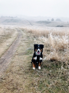 Miniature Australian Shepherd Listing Image