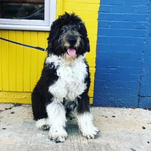 Sheepadoodle  Listing Image