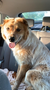 Golden Shepard  Listing Image
