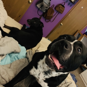 Black and White Staffordshire Bully Mix  Listing Image
