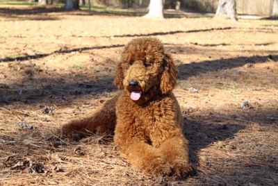 red standard poodles