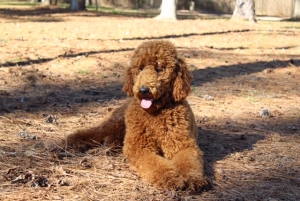 AKC Red Standard Poodle Listing Image