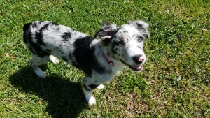 Looking For Stud Dog Listing Image