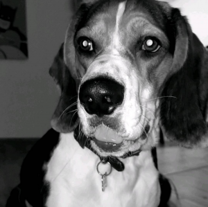 Maximus The Beagle Listing Image