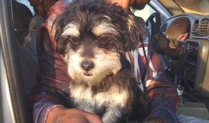 Maltipoo Listing Image