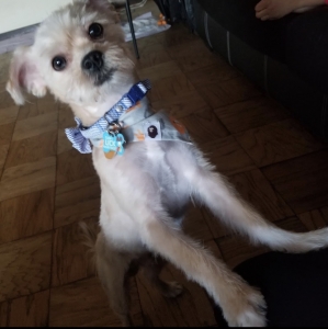 Looking for a female to mate with our boy Listing Image