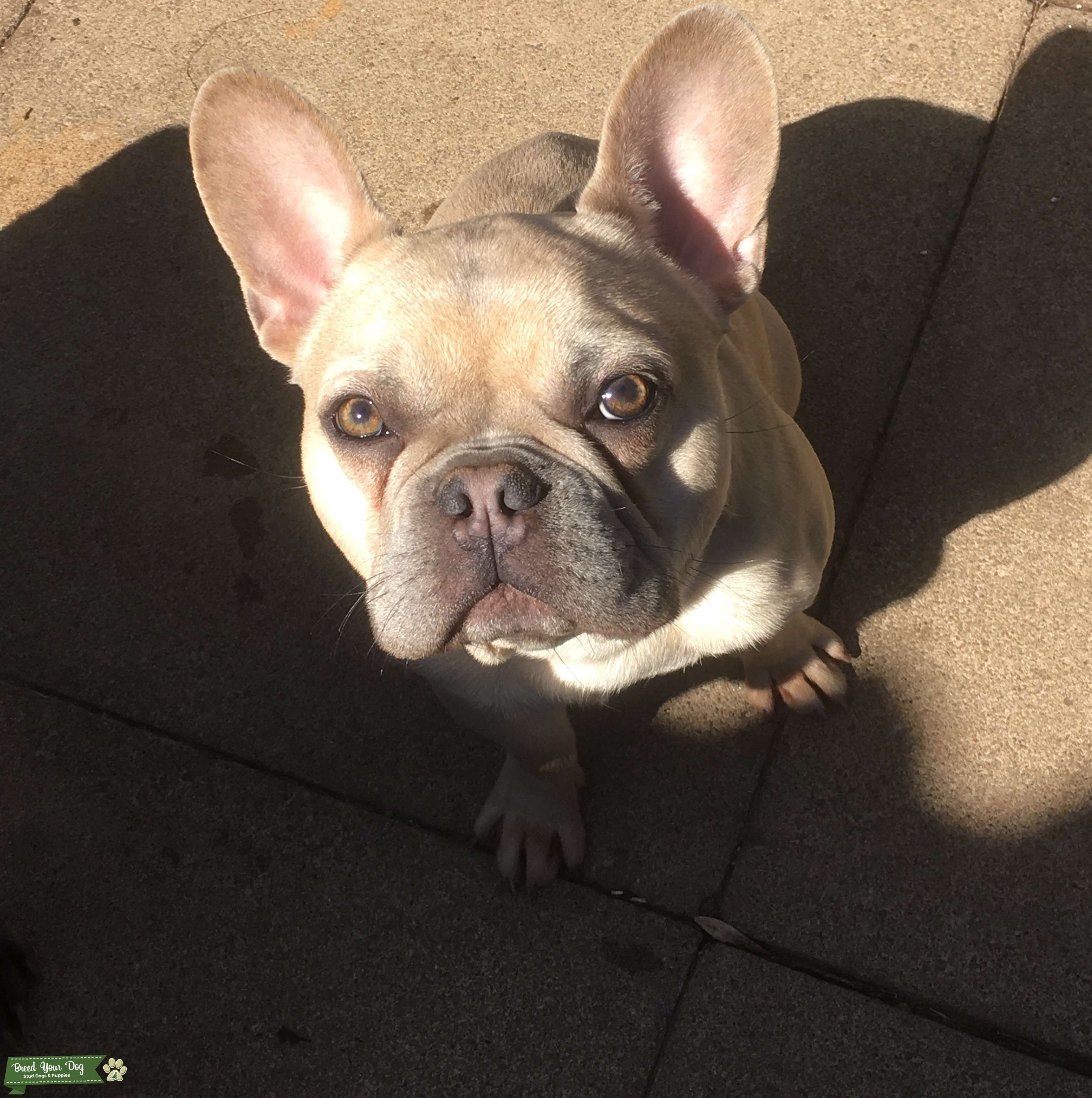Quad Carrier Stud Dog in Cambridgeshire, the United States Breed