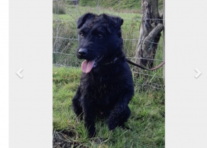 Old fashioned original patterdale Listing Image