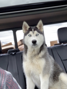  Registered Siberian Husky stud Listing Image