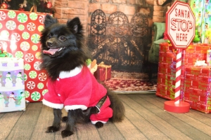 Pomeranian stud Listing Image