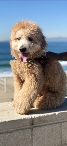 Goldendoodle Stud Listing Image