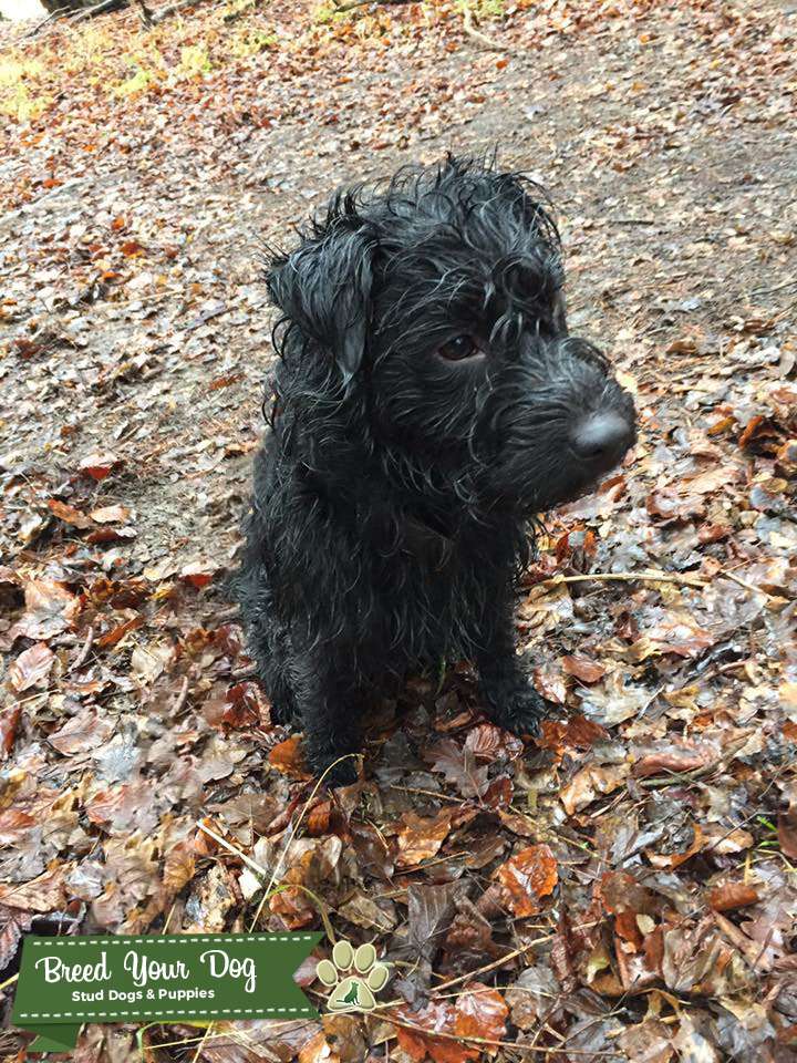 Stud Dog Patterdale Terrier Breed Your Dog