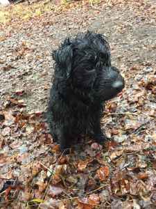 Stud Dog Patterdale Terrier Breed Your Dog