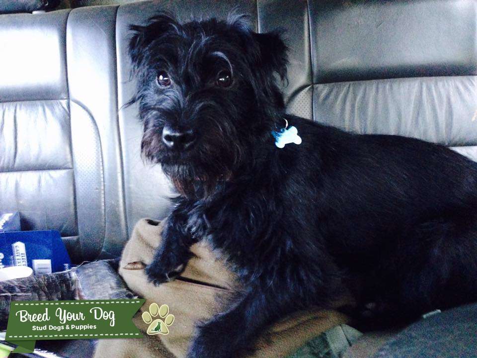 Stud Dog Patterdale Terrier Breed Your Dog