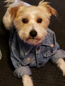 Yorkie Bichon In Search Of Lady Friend Listing Image