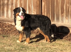Proven Bernese Mountain Dog Stud Listing Image