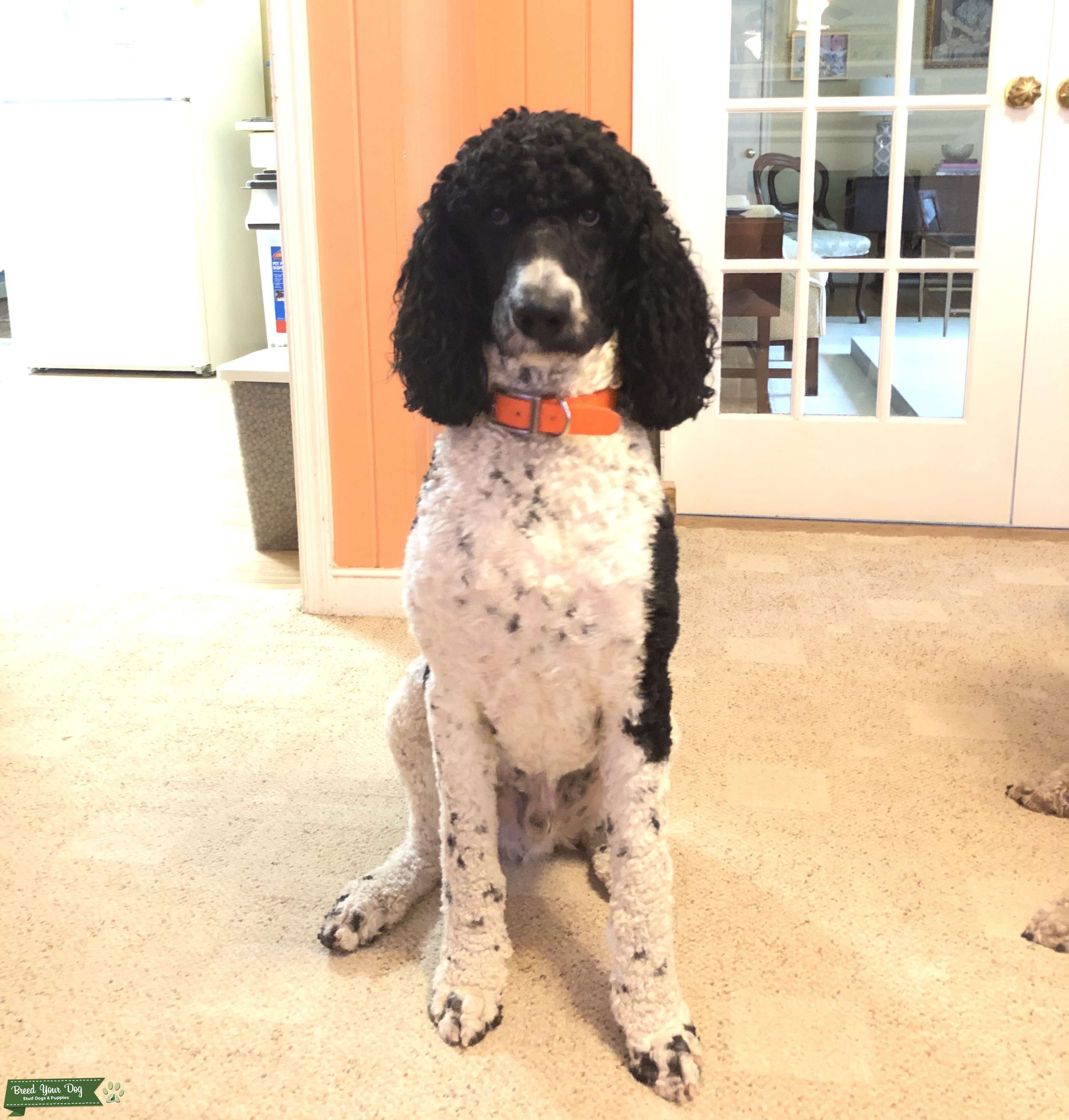 AKC Standard Poodle Stud Dog in Virginia, United States Breed Your Dog