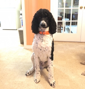 AKC Standard Poodle Listing Image