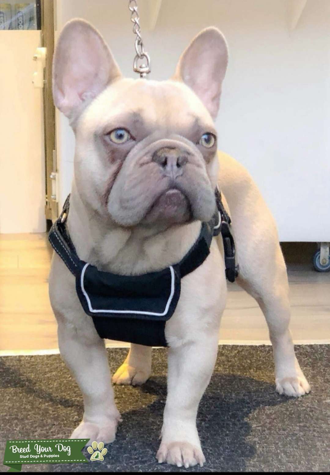 don choc french bulldog