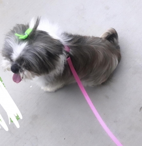 Female Shih tzu  Listing Image
