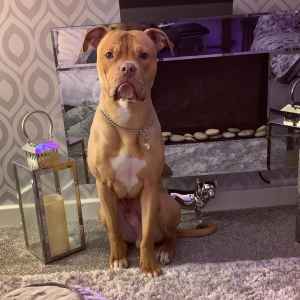 alapaha blue blood bulldog stud