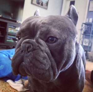 Blue French Bulldog Stud Listing Image