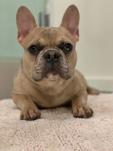 Fawn Merle French Bulldog Listing Image