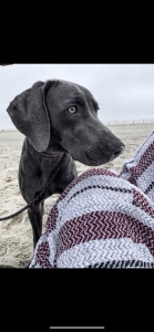Weimaraner stud  Listing Image