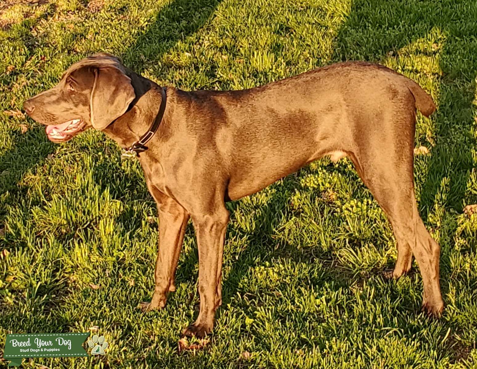 Weimaraner stud Stud Dog in Northern Virginia , United States Breed