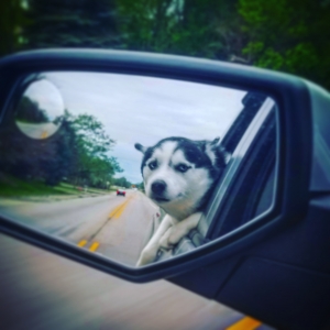 AKC Husky stud Listing Image